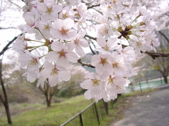 桜が咲いています

