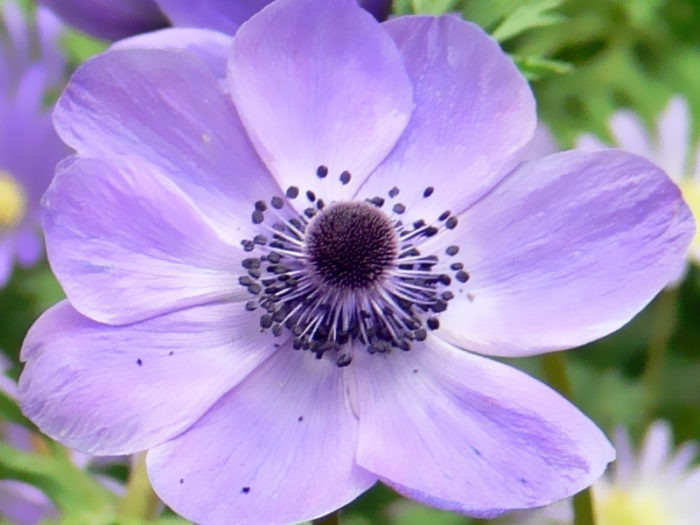 100 Epic Best紫 アネモネ 花 言葉 最高の花の画像