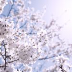 春風に響く魅惑の旋律：春を彩るクラシック音楽トップ10